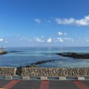 해뜨는 동물병원 해질녘책방 | [제주여행] 12월 제주에서 (동백, 함덕, 우도)