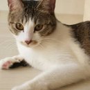 봄이온동물병원 이미지