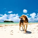 이삭애견훈련소 이미지