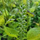 지성농장 이미지