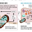 건강 약초 이미지