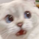 아주결혼정보