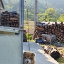 석달열흘가리 이미지