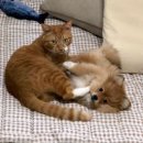 살랑 그루밍 이미지