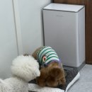 이리온댕 이미지
