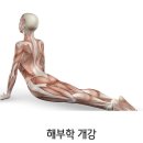 [인천] 필라테스강사/트레이너라면 필수 "해부학" 5월 13일 개강(총 24시간 교재포함 12만원) 이미지