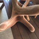 풍천사슴농장 이미지