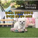 몽블랑제 인천청라점 매장입구 | 용인말티즈분양 사기주의하세요
