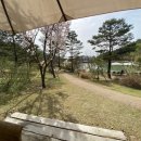 강아지정원 이미지