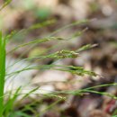 한라사초Carex erythrobasis H.Lév. &amp; Vaniot 이미지