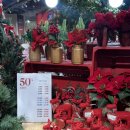 모던 | 크리스마스 소품 장식 맛집 모던하우스 방문 후기