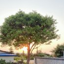 하귤별장 이미지