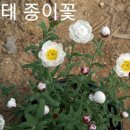 문씨네 Daum카페