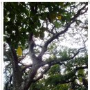 월평다라쿳당 이미지