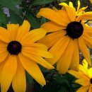 가우리민박 이미지