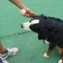 탤런트 독 스쿨 이미지