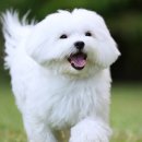 대현동물약국 이미지