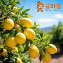 레몬 - 부천시 소사구 경인로498번길 19 | 레몬
