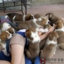 한가람동물의료센터 이미지