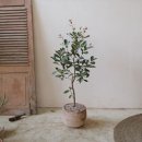 올리브나무 이미지