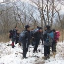 소동느티나무 이미지