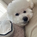 민들레학당학원 | 강아지 기관지 영양제 추천, 내돈내산 찐후기