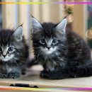 문캐터리 이미지