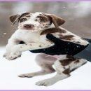 하얀강아지 이미지