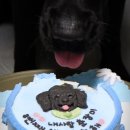 푸플리 케이크 이미지