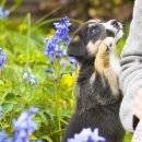 미사숲동물의료센터 이미지