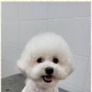 멍멍살롱 이미지