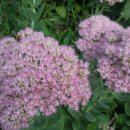 이삭농장 이미지