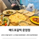 UR(파주시)-[와석순환로515번길]-하-2 | [경기 파주] 스타필드빌리지 운정 애견동반 식당, 매드포갈릭 위드펫존 이용후기
