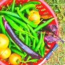 철이네농장 이미지