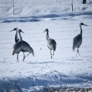 약속의 땅 이미지