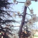 진정식복싱클럽 이미지