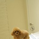 부산 강아지분양 디테일퍼피 이미지