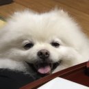 체리쉬독 이미지