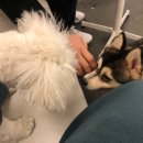 펫타리움 청담점 이미지