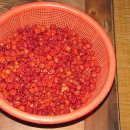 보리수하 이미지