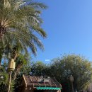 (주)피터펫 | 2025년 12월 도쿄 디즈니씨