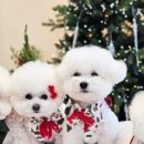 디어마이독 이미지