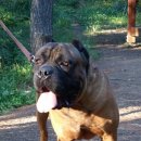 누구개요 이미지