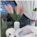 우리집강아지 애견미용 이미지