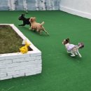 땡글땡굴 이미지