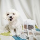 멍멍바개뜨 이미지