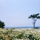 노을자리 | 5월 데이지명소 실시간 가볼만한곳 카페지새울