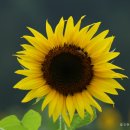 해바라기발전소 Daum카페