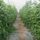 부광 농장 이미지