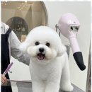 아지묭실 네이버블로그
